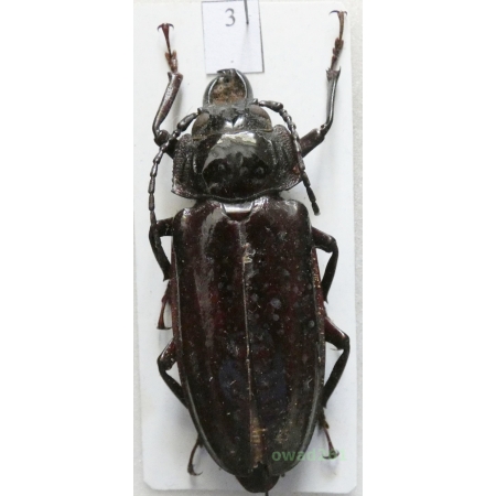 Mallodon downesi (Lameere, 1902) female Kenia 53mm3